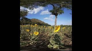 The Serenity of Sunflowers Part Thirteen of Twenty-Six