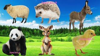 Lovely Animal Sounds Around Us: Sheep, Hedgehog, Donkey, Panda, Kangaroo, Chick - Animal Sound