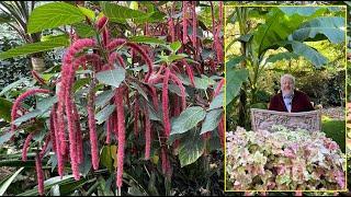 ACALYPHA OU QUEUE DE RENARD : PLANTE D’INTÉRIEUR AUX FLEURS DE VELOURS. Le Quotidien du Jardin N°432