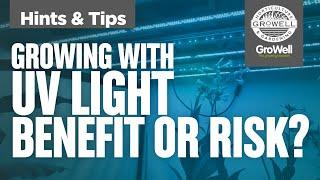 What are the risks & benefits of adding UV light to your grow? | Maxibright LED Bar | Hints & Tips