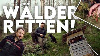 Die Rettung des toten Waldes! So reparieren Förster den Wald - Forst erklärt