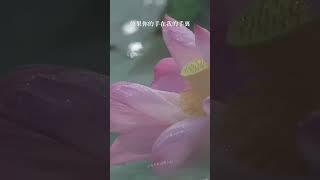 現代詩：《等你，在雨中》×餘光中 你走來，像一首小令，從一則愛情的典故裏，你走來 #poet #poetry #short #chinese #reading #詩歌 #餘光中 #等你，在雨中