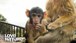 These Monkey Dads Take Care of All The Orphan Baby Monkeys