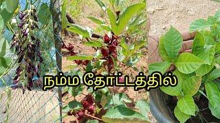 நம்ம தோட்டத்தில்