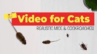 CAT GAMES - Realistic Mice and Cockroach Hunting  ️