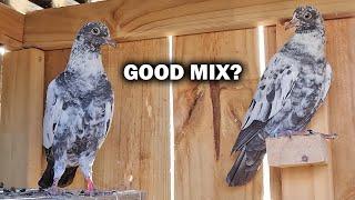 High Flyer Pigeon Mix Breeds