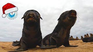 5 minutes of Baby Seal Cuteness - Happy Holidays from the OCN team!