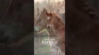 Cute little horse foal outdoor #littlehorse #wildlife #animals #shorts #short #shortsvideo