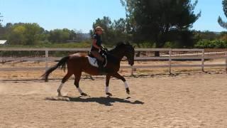 Fuerst Love, Westphalian gelding, 9 years old