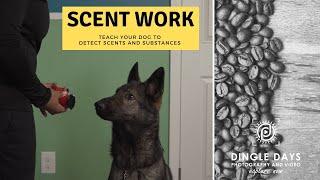 How to Train Your Dog for AKC Scent Work (K9 Nose Work)