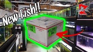 NEW PLECOS!!  Unboxing Video