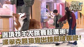 邊境牧羊犬和主人跳舞超厲害！派翠克跟狗狗跳舞出錯腳被罵慘！【#小姐不熙娣】20250217 EP749 Part1 李懿 林予晞