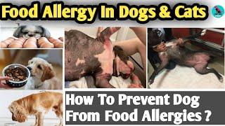 Food Allergy In Dogs  || Allergies Caused By Foods || Itching ( Pruritis ), Redness etc || Solution