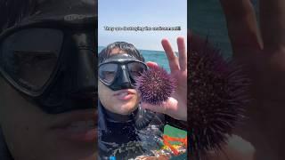 Purple Sea Urchin CATCH AND COOK