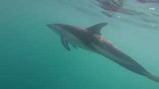 Dolphins Kaikoura New Zealand 2017