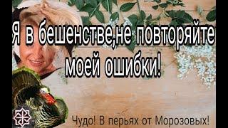 Я в бешенстве! Не повторяйте моей ошибки.Как правильно покупать инкубационное яйцо и взрослую птицу.