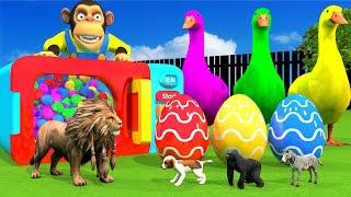 4 Giant Duck with Monkey,Lion,zebra,Tiger,Dog Find The mysterious Egg Transfiguration in Microwave