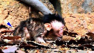 INCREDIBLE...Fresh newborn baby monkey trying to take her first step to walk after birth /Where mom?