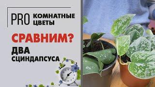 Сциндапсус Аргиреус и Сциндапсус Сильвер Анна. Сравниваем два сорта. Видео не про уход.