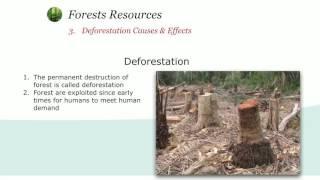 Deforestation - Environmental Studies