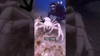 Deep sea horrors you never knew existed!  #DeepSeaMonsters #curiositylife
