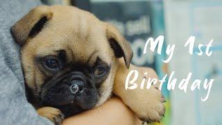 Don't Adopt A Puppy Until You See This | Day I Never Forget | Weekly Vlog | Bmpcc4k