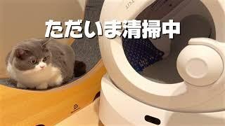 ネコちゃんも飼い主も楽ちん！次世代おトイレロボットPETKIT『PUROBOT ULTRA』レビュー #猫 #猫のいる暮らし #猫トイレ #PUROBOTULTRA #petkit
