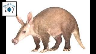 Animal Fact | Interesting Aardvark Facts