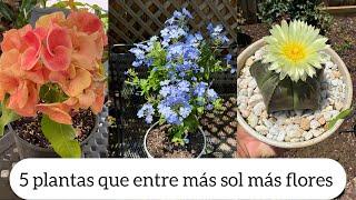 5 PLANTAS QUE ENTRE MÁS SOL MÁS FLORES