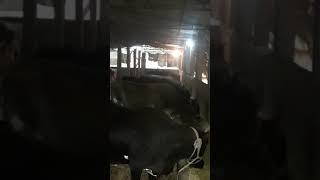 Sharma dairy farm Kollam