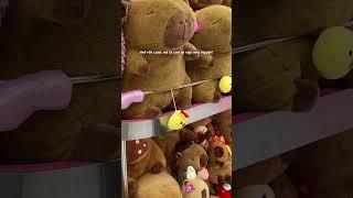 Capybara có con chim?? #bemori #gaubong #gấu bông #capybara