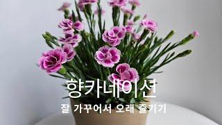 향카네이션 꽃 향기 오래 즐기기. 관리방법