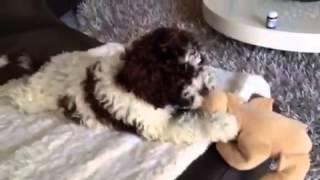 Pablo lagotto puppy playing with toy