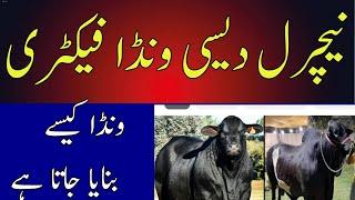 natural desi wanda for katta farming/ natural wanda  for bachra farming/how to make dairy wanda/