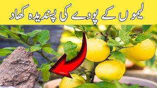 Best Fertilizer For  Lemon Plant | لیموں کے پودے کی مٹی کو نرم اور زرخیز بنانے والی کھاد