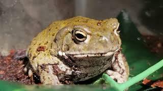 Meet My Colorado River Toad | Sonoran Desert Toad |