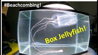 #Beachcombing - Box Jelly