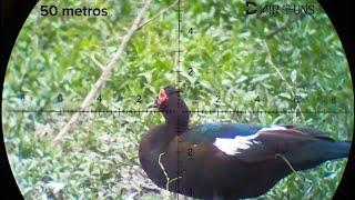 #caceria  #pato  #Ojivas  #slugs   #Jsb mkll de 33,49 gr a 930 fps.