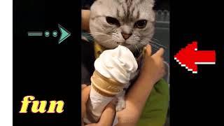 The best funny video of cats #shorts