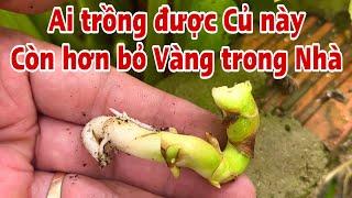 Ai trồng được Củ này còn hơn để Vàng trong Nhà. PHAN HẢI Channel