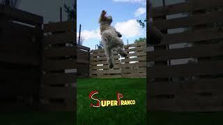 SuperFranco ‍️ #cane #divertente #dog #canedivertente #funny #funnydog