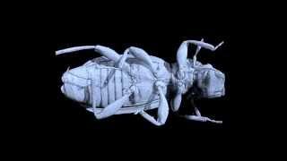Micro-CT anatomical study of a tiny aquatic beetle (Insecta: Coleoptera) Hydraena exasperata.wmv