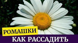 Как правильно рассадить ромашки осенью. Размножаем ромашки