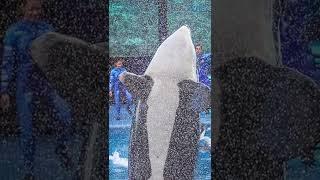 Dawn Brancheau, SeaWorld Trainer Killed By a Whale