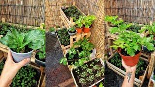 HOW TO START APARTMENT INDOOR GARDEN ZERO WASTE STYLE | Growing own Veggies from Scraps.