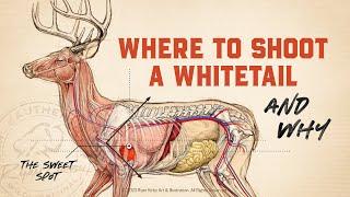 Whitetail Deer Anatomy & Shot Placement!!