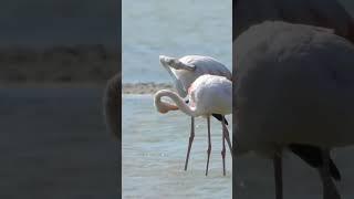 A flamingo pair cleaning themselves