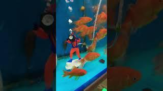 #aquarium toys AL NOOR AQUARIUM