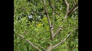 Abmoosung Weißdorn im Garten