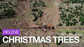 NC Christmas tree farms are ready to bring back the joy that Helene’s rains washed away